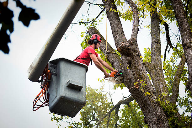 Best Tree and Shrub Care  in USA